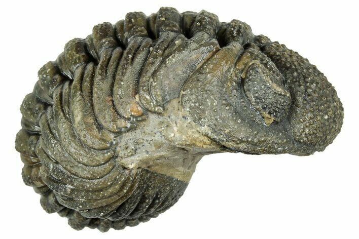 Long, Curled Morocops Trilobite - Morocco #323505